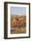 Vizsla Standing in Desert Spring Wildflowers, Mojave Desert, Southern California, USA-Lynn M^ Stone-Framed Photographic Print