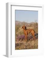 Vizsla Standing in Desert Spring Wildflowers, Mojave Desert, Southern California, USA-Lynn M^ Stone-Framed Photographic Print