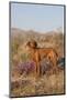 Vizsla Standing in Desert Spring Wildflowers, Mojave Desert, Southern California, USA-Lynn M^ Stone-Mounted Photographic Print