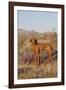 Vizsla Standing in Desert Spring Wildflowers, Mojave Desert, Southern California, USA-Lynn M^ Stone-Framed Photographic Print