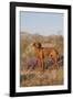 Vizsla Standing in Desert Spring Wildflowers, Mojave Desert, Southern California, USA-Lynn M^ Stone-Framed Photographic Print