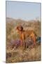 Vizsla Standing in Desert Spring Wildflowers, Mojave Desert, Southern California, USA-Lynn M^ Stone-Mounted Photographic Print