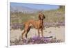 Vizsla Standing in Desert Spring Wildflowers, Mojave Desert, Southern California, USA-Lynn M^ Stone-Framed Photographic Print