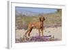 Vizsla Standing in Desert Spring Wildflowers, Mojave Desert, Southern California, USA-Lynn M^ Stone-Framed Photographic Print