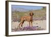 Vizsla Standing in Desert Spring Wildflowers, Mojave Desert, Southern California, USA-Lynn M^ Stone-Framed Photographic Print