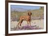 Vizsla Standing in Desert Spring Wildflowers, Mojave Desert, Southern California, USA-Lynn M^ Stone-Framed Photographic Print