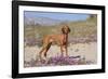 Vizsla Standing in Desert Spring Wildflowers, Mojave Desert, Southern California, USA-Lynn M^ Stone-Framed Photographic Print