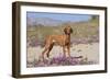 Vizsla Standing in Desert Spring Wildflowers, Mojave Desert, Southern California, USA-Lynn M^ Stone-Framed Photographic Print