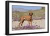 Vizsla Standing in Desert Spring Wildflowers, Mojave Desert, Southern California, USA-Lynn M^ Stone-Framed Photographic Print