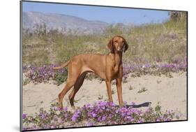 Vizsla Standing in Desert Spring Wildflowers, Mojave Desert, Southern California, USA-Lynn M^ Stone-Mounted Photographic Print