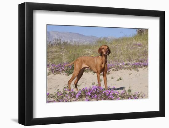 Vizsla Standing in Desert Spring Wildflowers, Mojave Desert, Southern California, USA-Lynn M^ Stone-Framed Photographic Print