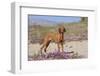 Vizsla Standing in Desert Spring Wildflowers, Mojave Desert, Southern California, USA-Lynn M^ Stone-Framed Photographic Print