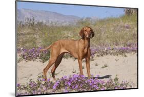 Vizsla Standing in Desert Spring Wildflowers, Mojave Desert, Southern California, USA-Lynn M^ Stone-Mounted Photographic Print