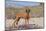 Vizsla Standing in Desert Spring Wildflowers, Mojave Desert, Southern California, USA-Lynn M^ Stone-Mounted Photographic Print