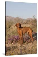 Vizsla Standing in Desert Spring Wildflowers, Mojave Desert, Southern California, USA-Lynn M^ Stone-Stretched Canvas