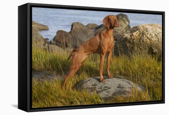 Vizsla Standing in Marine Grass at Beach, Madison, Connecticut, USA-Lynn M^ Stone-Framed Stretched Canvas