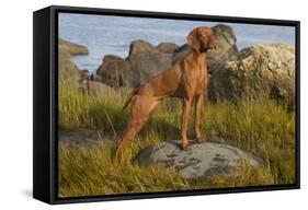 Vizsla Standing in Marine Grass at Beach, Madison, Connecticut, USA-Lynn M^ Stone-Framed Stretched Canvas