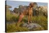 Vizsla Standing in Marine Grass at Beach, Madison, Connecticut, USA-Lynn M^ Stone-Stretched Canvas