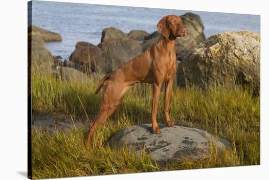 Vizsla Standing in Marine Grass at Beach, Madison, Connecticut, USA-Lynn M^ Stone-Stretched Canvas