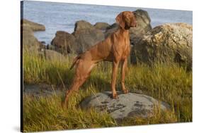 Vizsla Standing in Marine Grass at Beach, Madison, Connecticut, USA-Lynn M^ Stone-Stretched Canvas