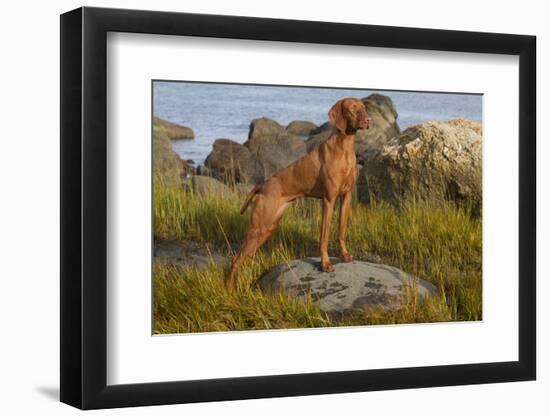 Vizsla Standing in Marine Grass at Beach, Madison, Connecticut, USA-Lynn M^ Stone-Framed Premium Photographic Print