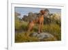 Vizsla Standing in Marine Grass at Beach, Madison, Connecticut, USA-Lynn M^ Stone-Framed Photographic Print