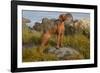 Vizsla Standing in Marine Grass at Beach, Madison, Connecticut, USA-Lynn M^ Stone-Framed Photographic Print