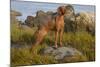 Vizsla Standing in Marine Grass at Beach, Madison, Connecticut, USA-Lynn M^ Stone-Mounted Photographic Print