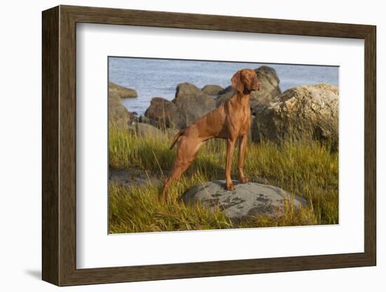 Vizsla Standing in Marine Grass at Beach, Madison, Connecticut, USA-Lynn M^ Stone-Framed Photographic Print