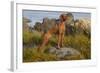 Vizsla Standing in Marine Grass at Beach, Madison, Connecticut, USA-Lynn M^ Stone-Framed Photographic Print