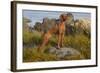 Vizsla Standing in Marine Grass at Beach, Madison, Connecticut, USA-Lynn M^ Stone-Framed Photographic Print