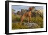 Vizsla Standing in Marine Grass at Beach, Madison, Connecticut, USA-Lynn M^ Stone-Framed Photographic Print