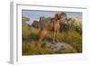 Vizsla Standing in Marine Grass at Beach, Madison, Connecticut, USA-Lynn M^ Stone-Framed Photographic Print