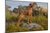 Vizsla Standing in Marine Grass at Beach, Madison, Connecticut, USA-Lynn M^ Stone-Mounted Photographic Print