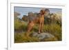 Vizsla Standing in Marine Grass at Beach, Madison, Connecticut, USA-Lynn M^ Stone-Framed Photographic Print