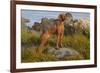 Vizsla Standing in Marine Grass at Beach, Madison, Connecticut, USA-Lynn M^ Stone-Framed Photographic Print