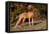 Vizsla Standing on Grassy Hillock with Autumn Foliage-Lynn M^ Stone-Framed Stretched Canvas