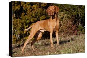 Vizsla Standing on Grassy Hillock with Autumn Foliage-Lynn M^ Stone-Stretched Canvas