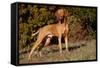 Vizsla Standing on Grassy Hillock with Autumn Foliage-Lynn M^ Stone-Framed Stretched Canvas