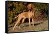 Vizsla Standing on Grassy Hillock with Autumn Foliage-Lynn M^ Stone-Framed Stretched Canvas