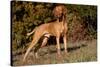Vizsla Standing on Grassy Hillock with Autumn Foliage-Lynn M^ Stone-Stretched Canvas