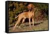 Vizsla Standing on Grassy Hillock with Autumn Foliage-Lynn M^ Stone-Framed Stretched Canvas