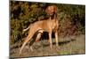 Vizsla Standing on Grassy Hillock with Autumn Foliage-Lynn M^ Stone-Mounted Photographic Print