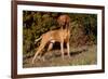 Vizsla Standing on Grassy Hillock with Autumn Foliage-Lynn M^ Stone-Framed Photographic Print