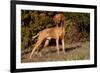 Vizsla Standing on Grassy Hillock with Autumn Foliage-Lynn M^ Stone-Framed Photographic Print