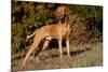 Vizsla Standing on Grassy Hillock with Autumn Foliage-Lynn M^ Stone-Mounted Photographic Print