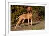 Vizsla Standing on Grassy Hillock with Autumn Foliage-Lynn M^ Stone-Framed Photographic Print