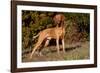 Vizsla Standing on Grassy Hillock with Autumn Foliage-Lynn M^ Stone-Framed Photographic Print