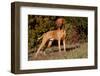 Vizsla Standing on Grassy Hillock with Autumn Foliage-Lynn M^ Stone-Framed Photographic Print