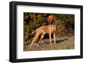 Vizsla Standing on Grassy Hillock with Autumn Foliage-Lynn M^ Stone-Framed Photographic Print